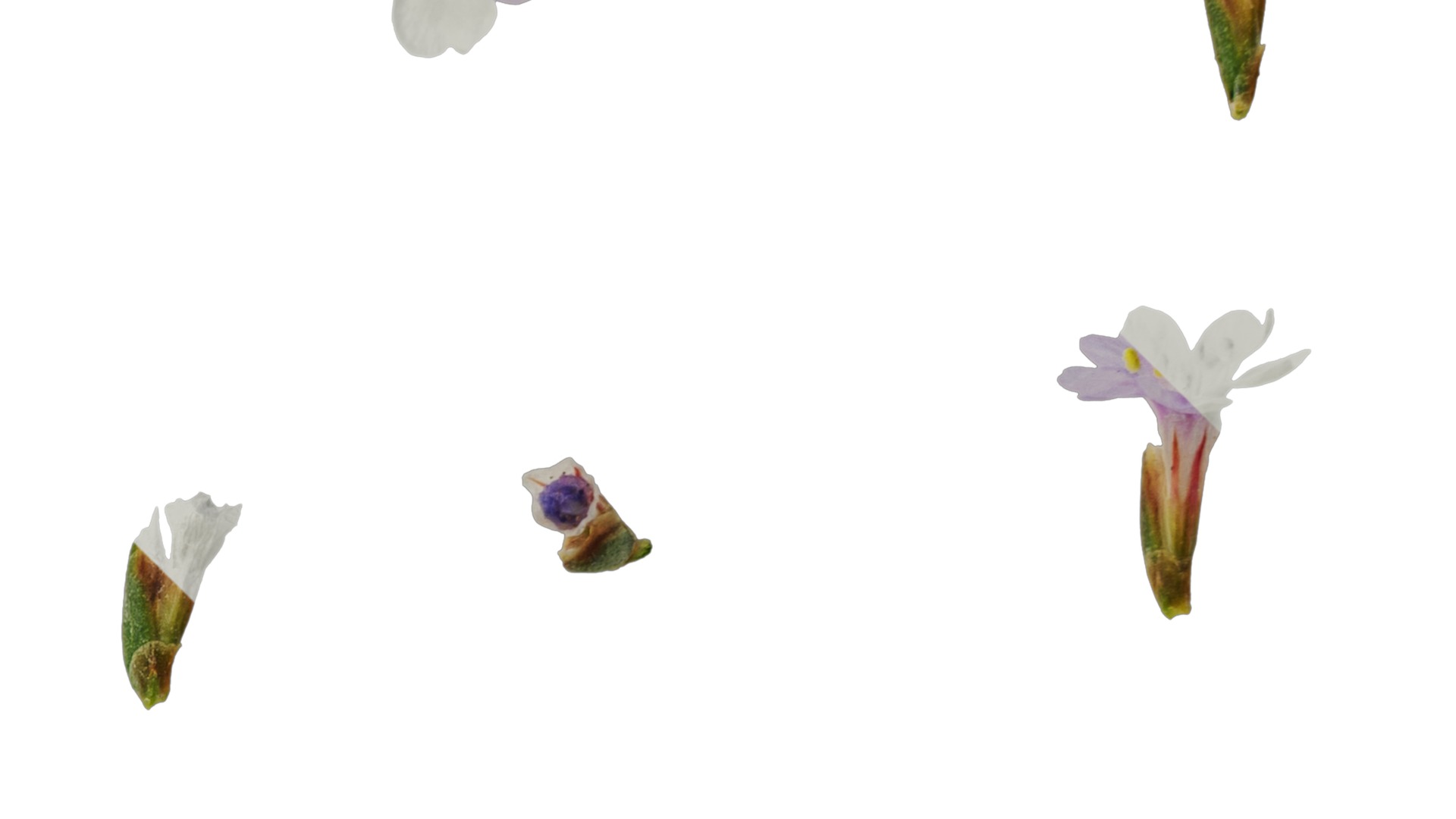 Anydrafts Limonium sinense Flower 05 Texture_2