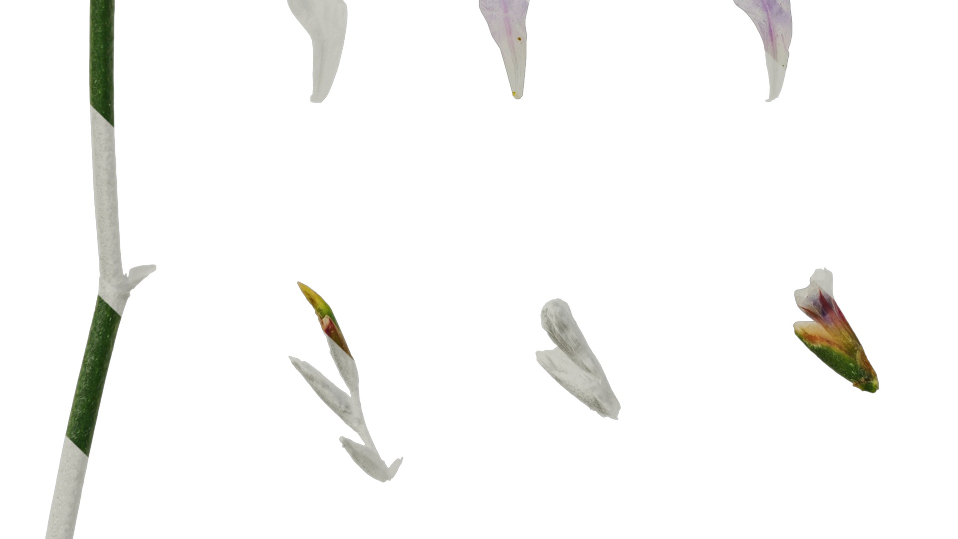 Anydrafts Limonium sinense Flower 05 Texture_5