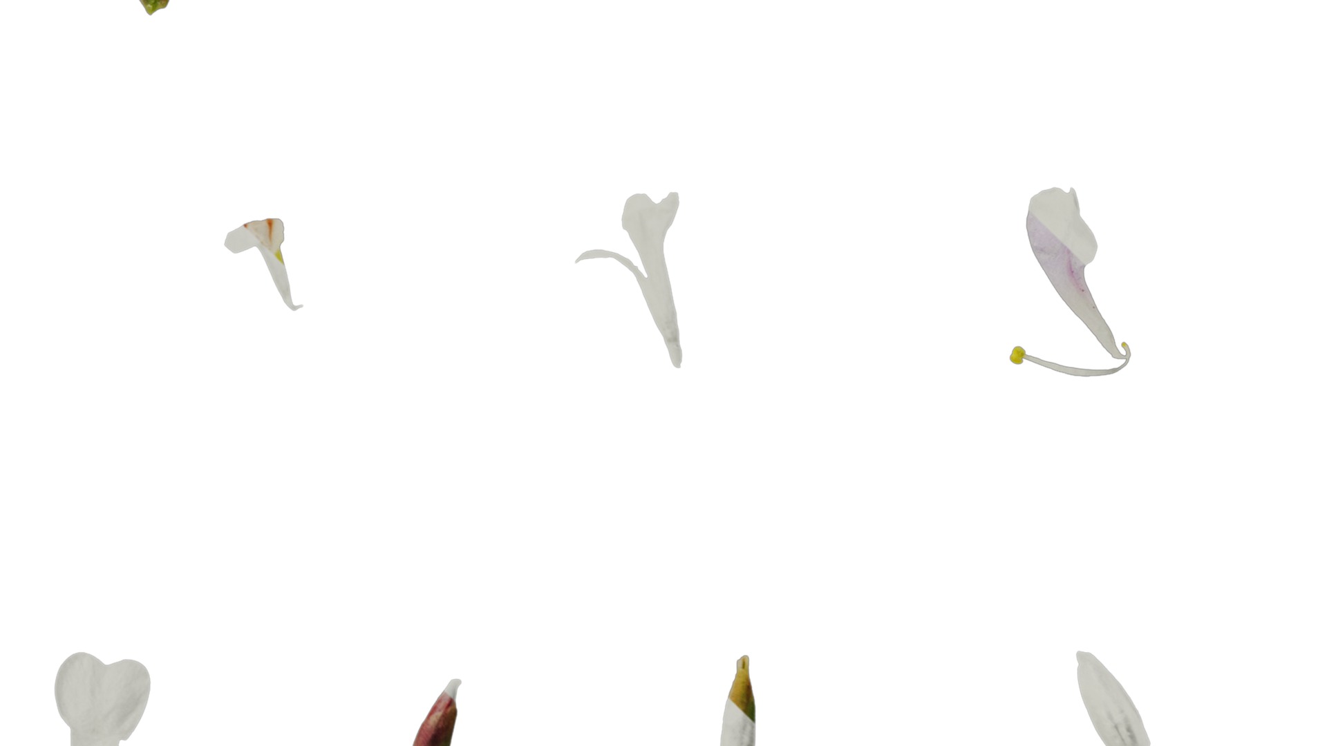 Anydrafts Limonium sinense Flower 05 Texture_4