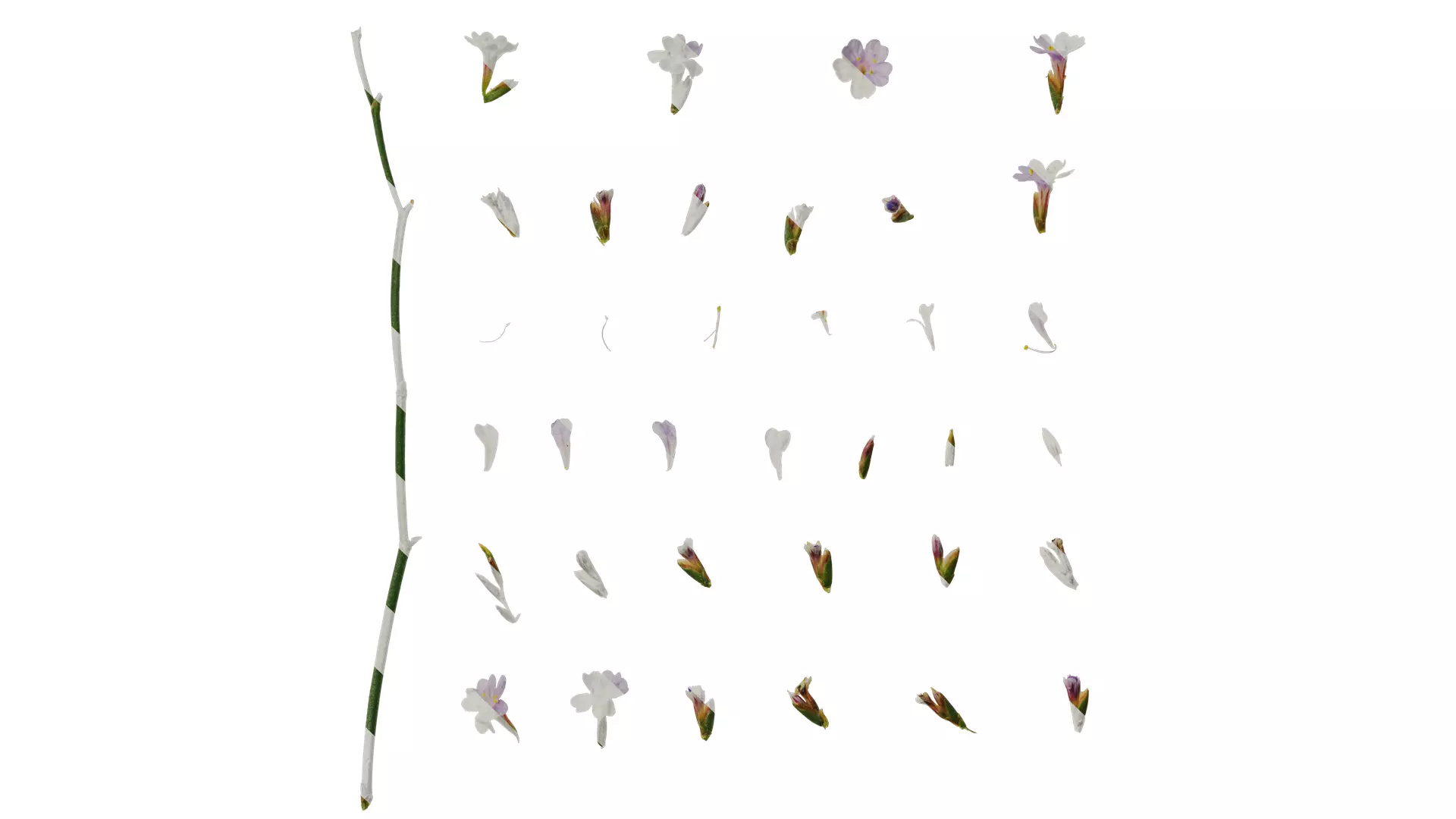 Anydrafts Limonium sinense Flower 05 Texture_0