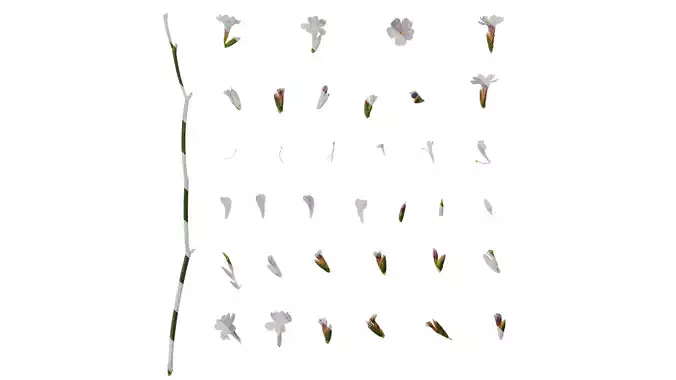 Anydrafts Limonium sinense Flower 05