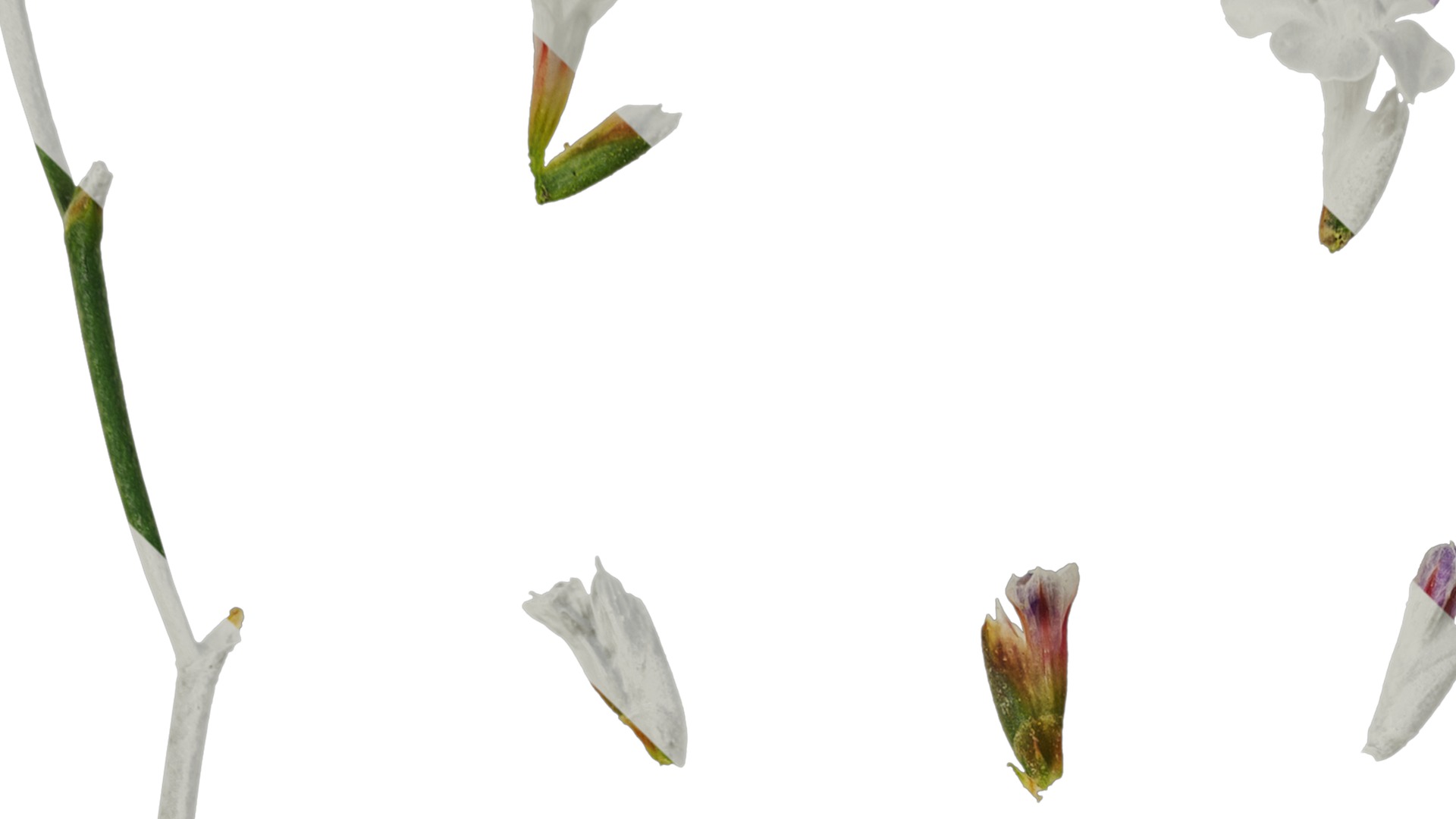 Anydrafts Limonium sinense Flower 05 Texture_1