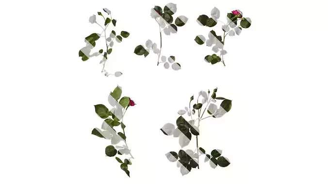 Anydrafts Rosa chinensis Atlas 10