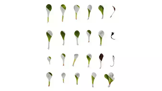 Anydrafts Limonium sinense Leaf 01