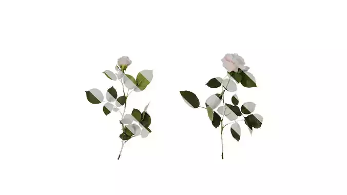 Anydrafts Rosa chinensis Atlas 11