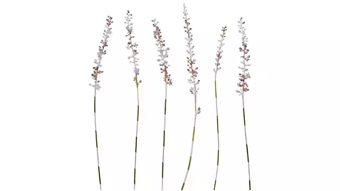 Anydrafts Liriope muscari variegata Atlas 01