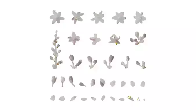 Anydrafts Liriope muscari variegata Flower 01