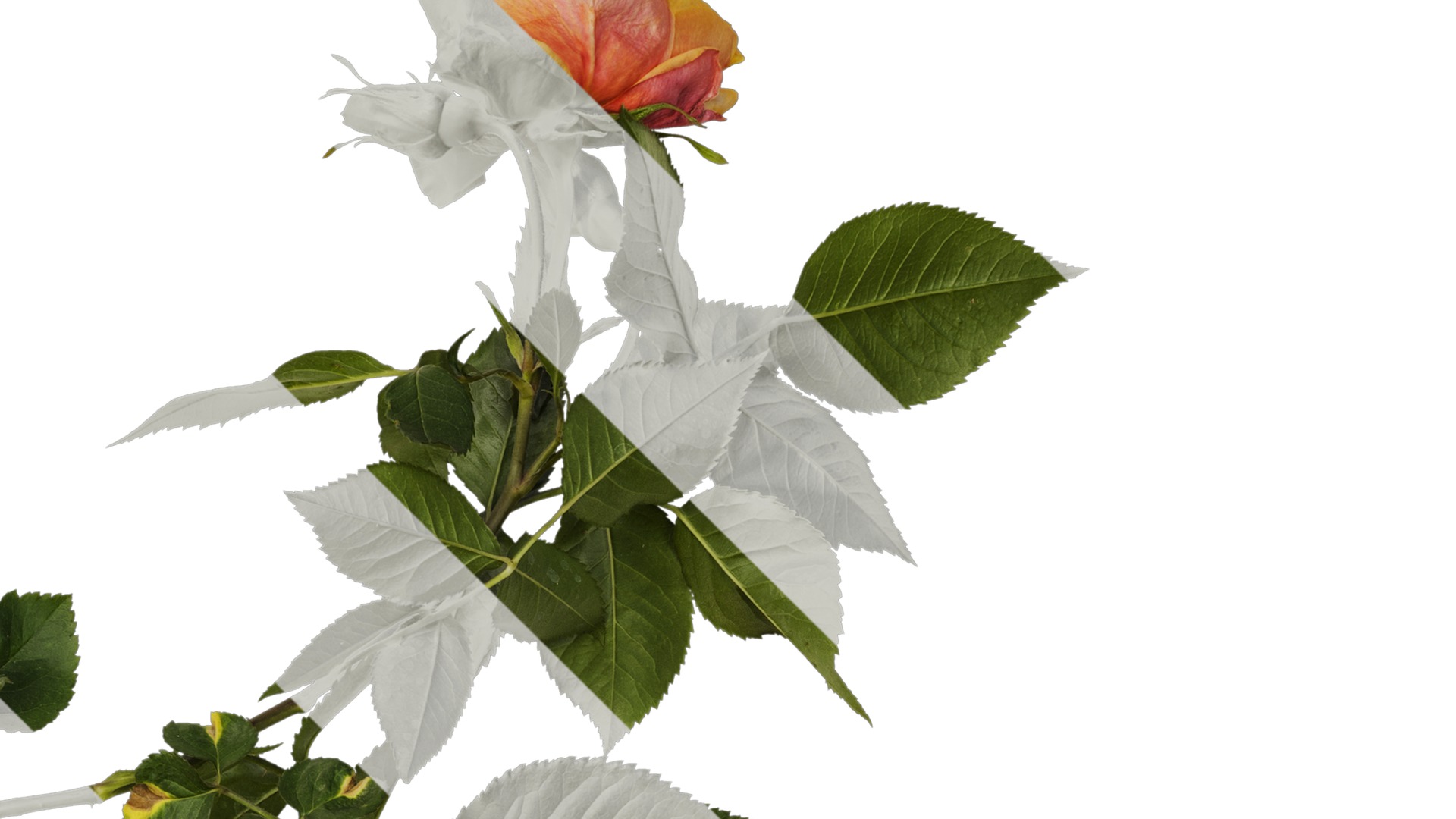 Anydrafts Rosa chinensis Atlas 12 Texture_2