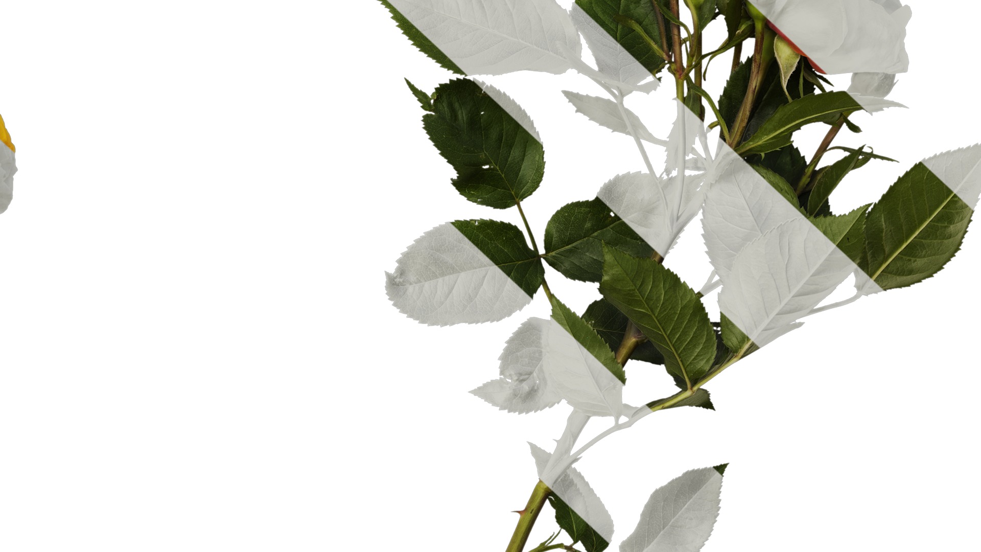 Anydrafts Rosa chinensis Atlas 12 Texture_6