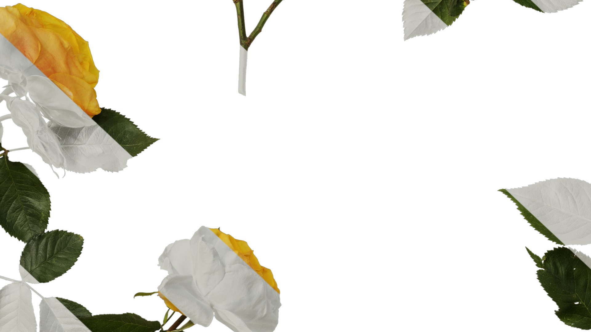 Anydrafts Rosa chinensis Atlas 12 Texture_7