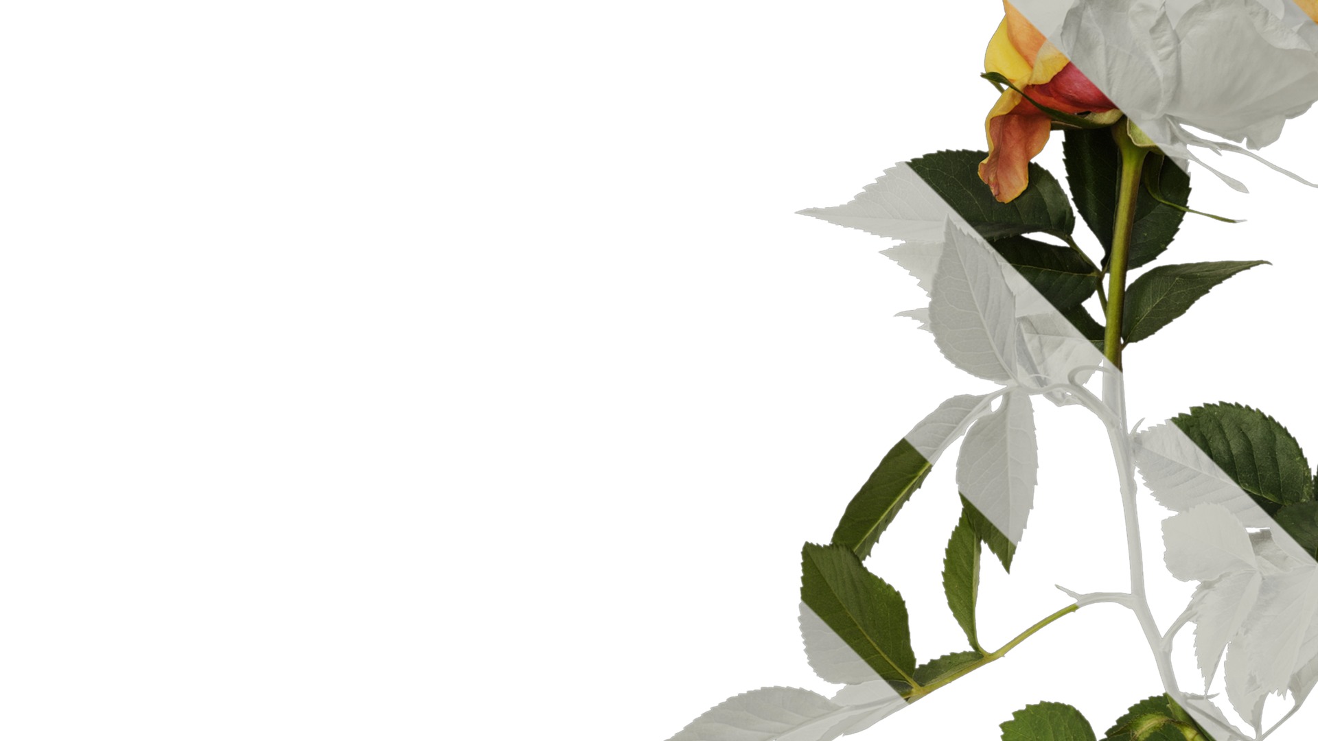 Anydrafts Rosa chinensis Atlas 12 Texture_1