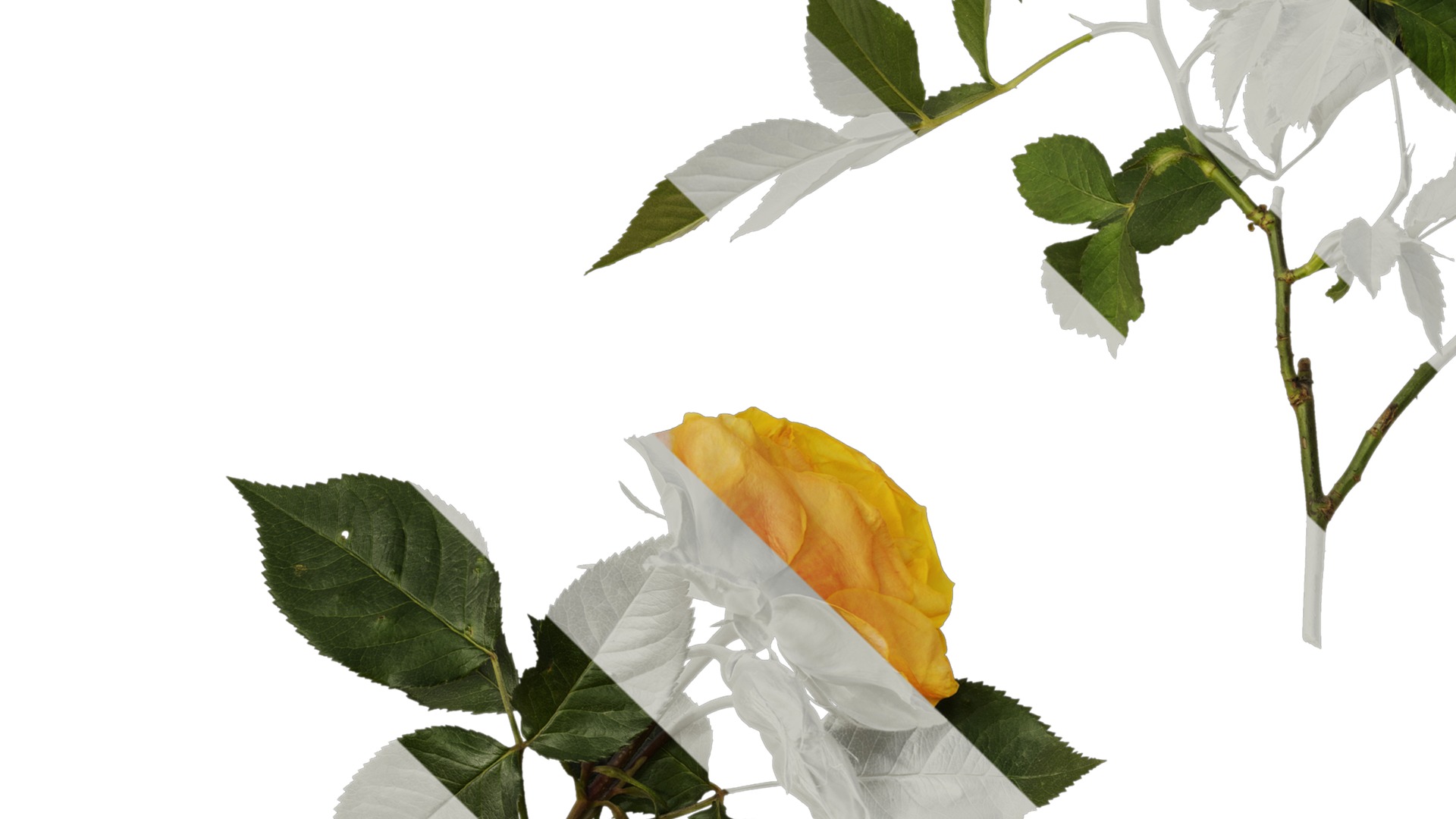 Anydrafts Rosa chinensis Atlas 12 Texture_3