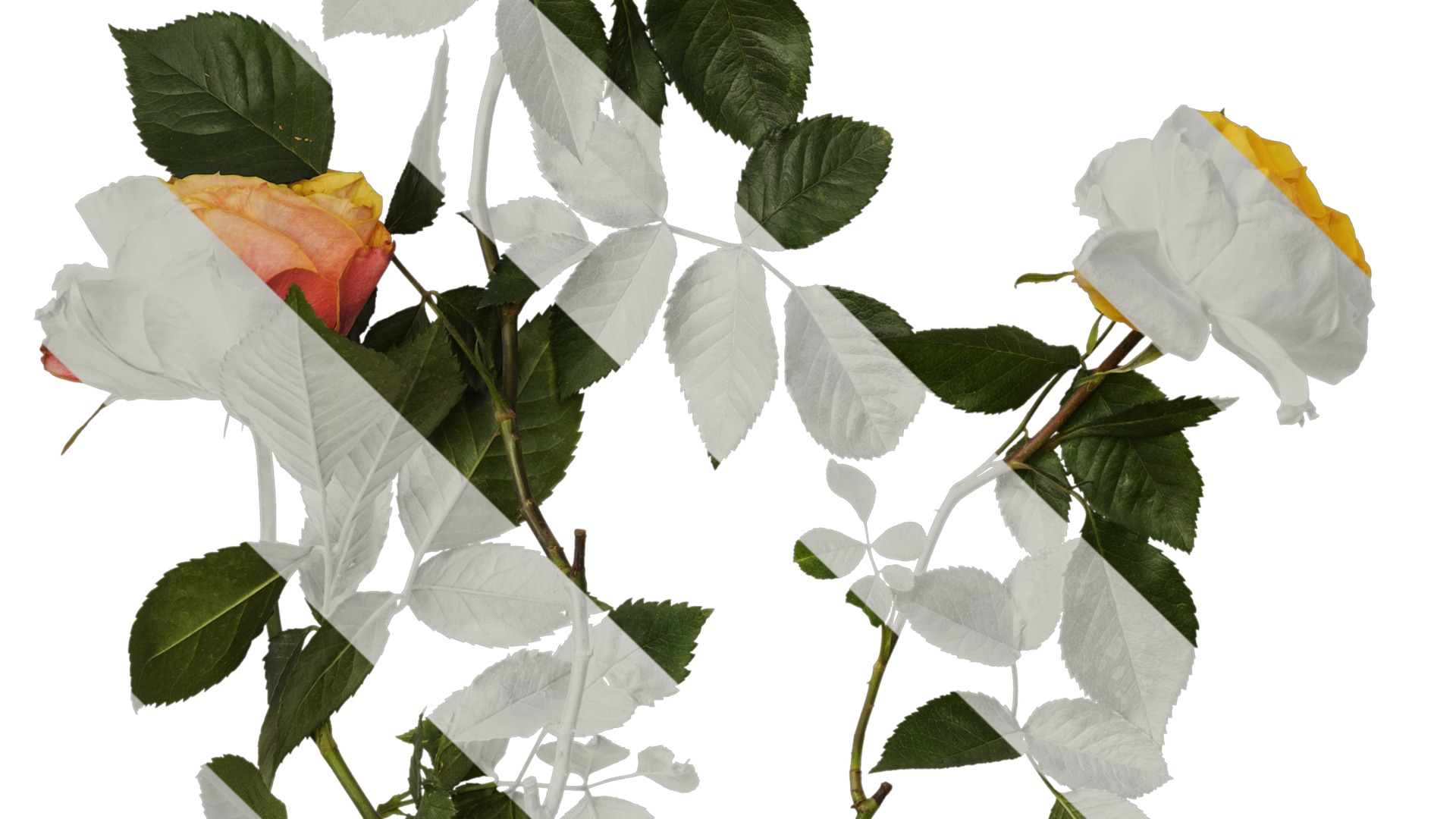 Anydrafts Rosa chinensis Atlas 12 Texture_5