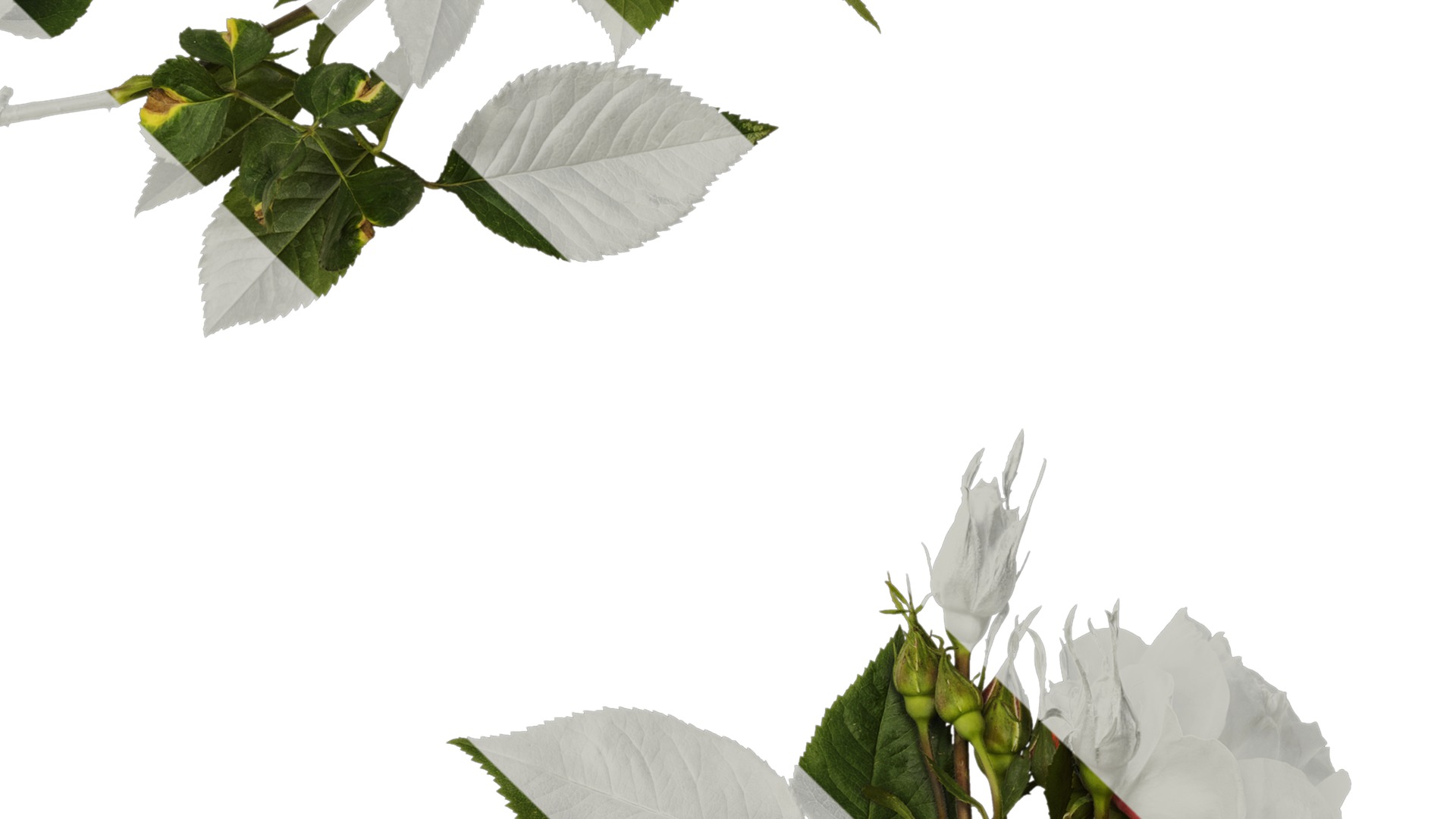 Anydrafts Rosa chinensis Atlas 12 Texture_4