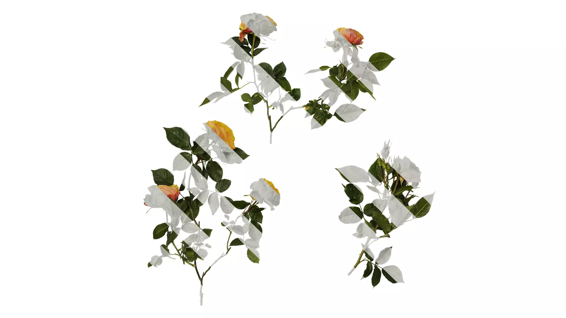 Anydrafts Rosa chinensis Atlas 12 Texture_0