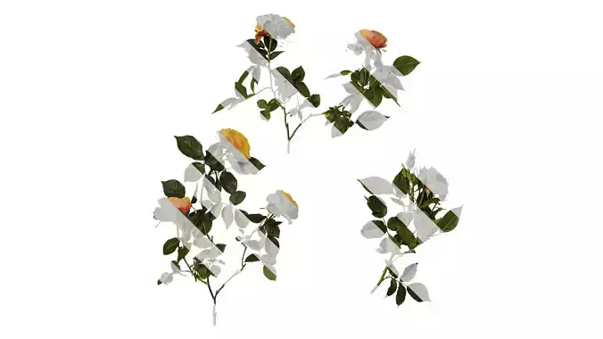 Anydrafts Rosa chinensis Atlas 12