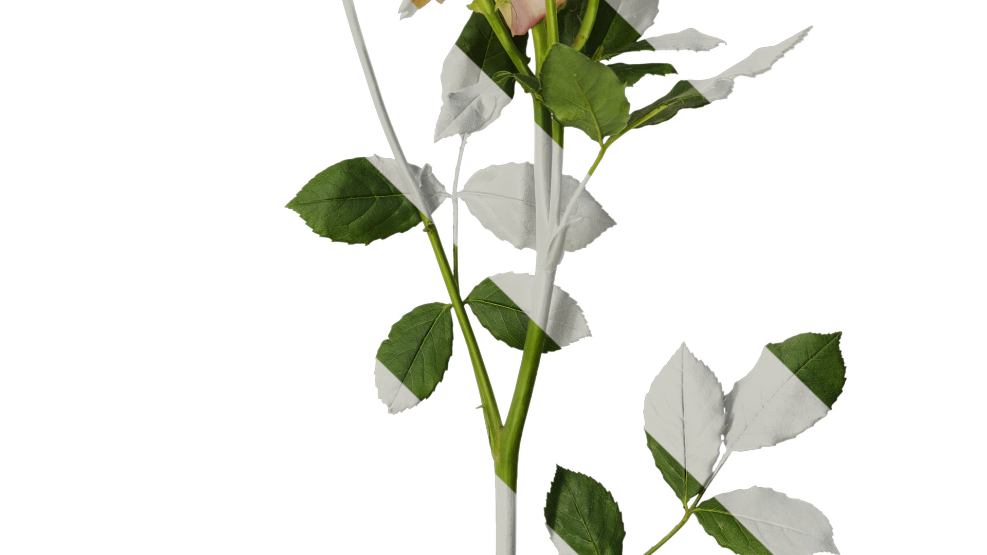 Anydrafts Rosa chinensis Atlas 13 Texture_4