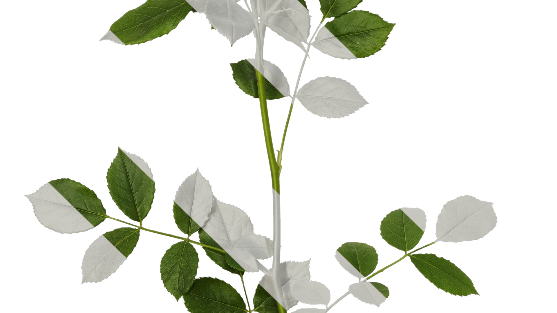 Anydrafts Rosa chinensis Atlas 13 Texture_3