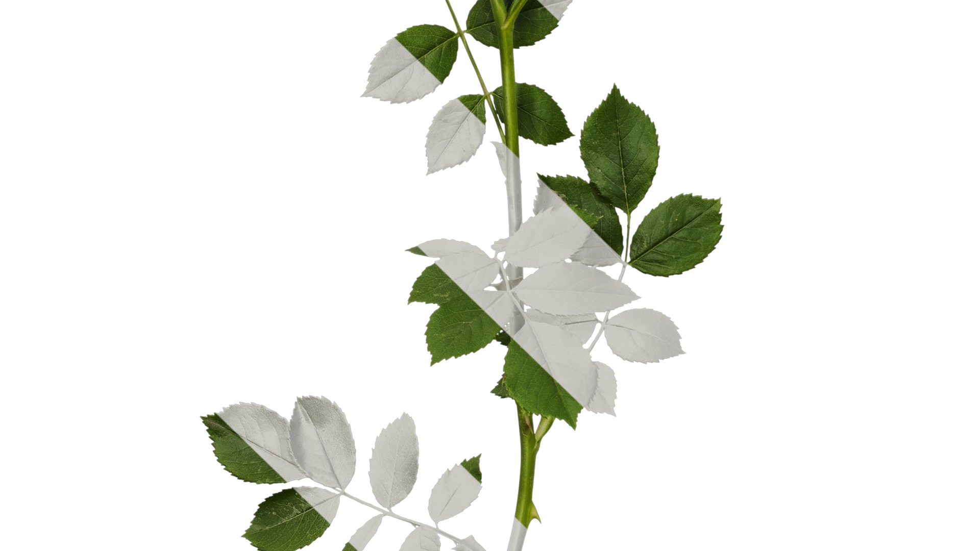 Anydrafts Rosa chinensis Atlas 13 Texture_5