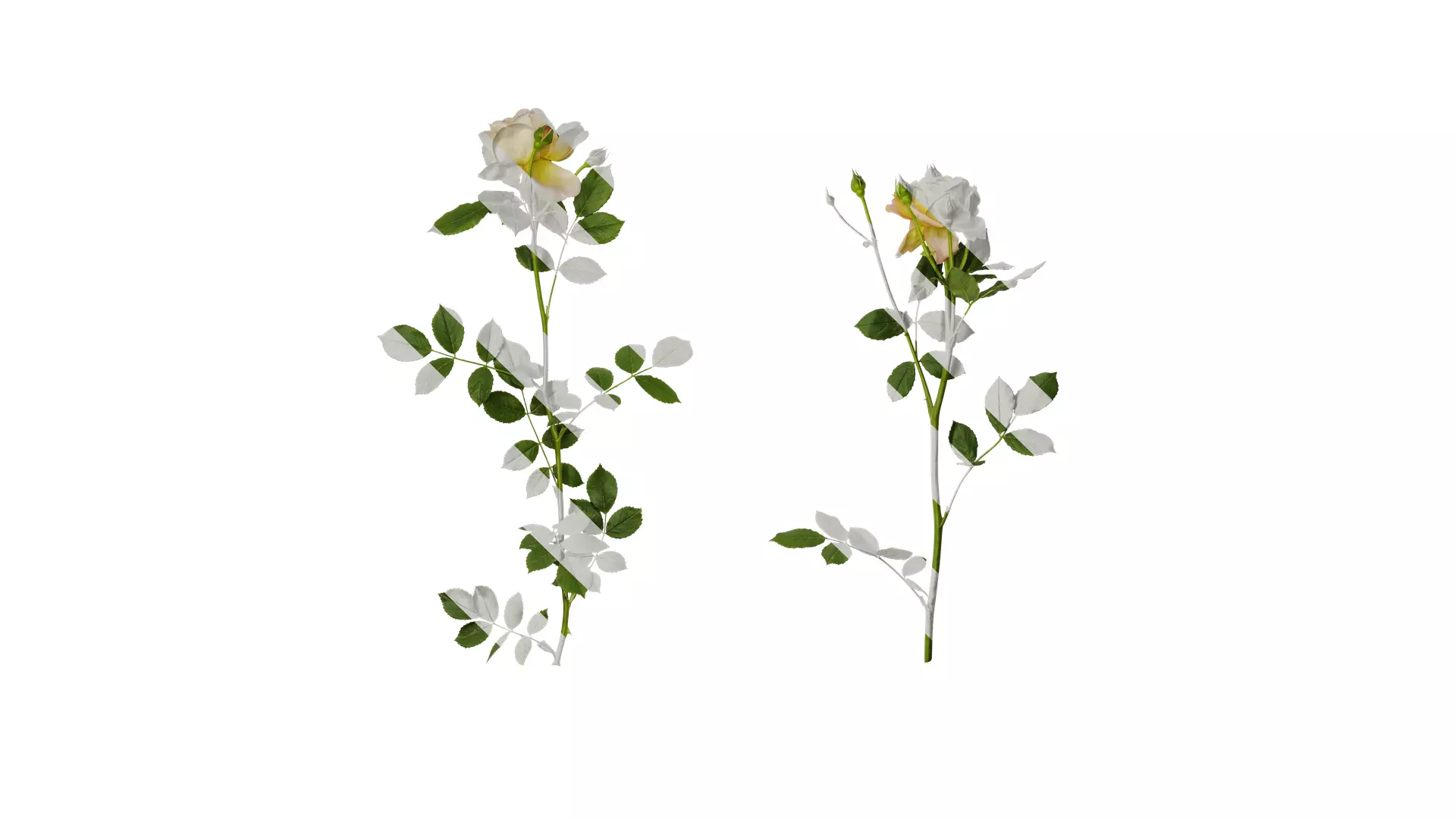 Anydrafts Rosa chinensis Atlas 13 Texture_0