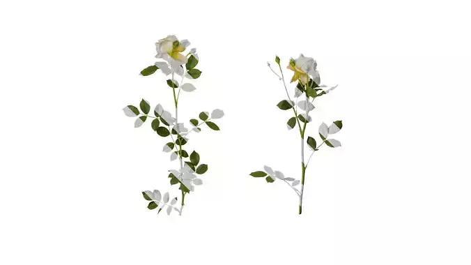 Anydrafts Rosa chinensis Atlas 13