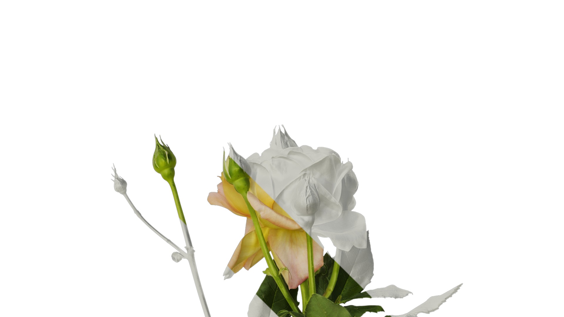 Anydrafts Rosa chinensis Atlas 13 Texture_2