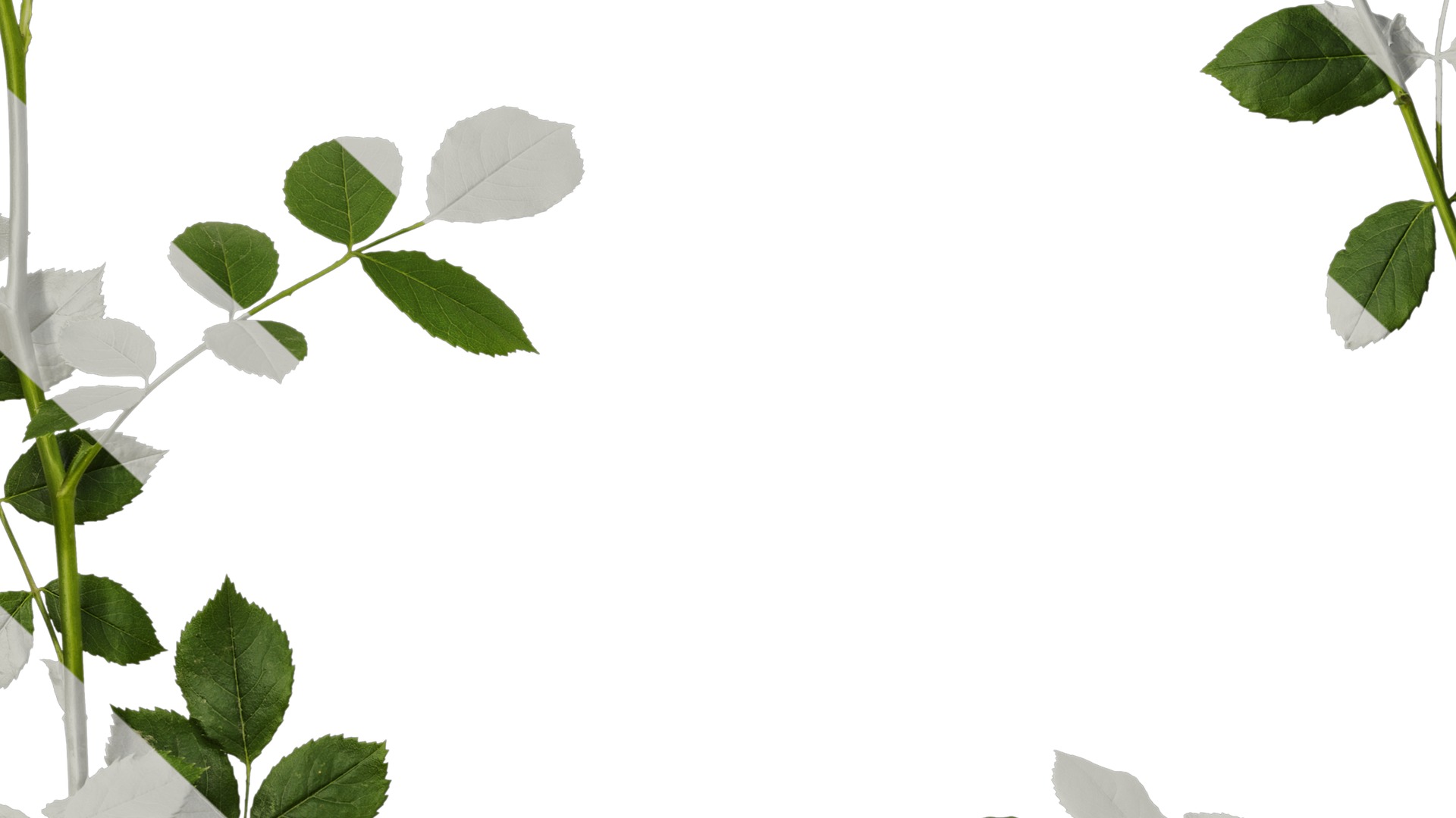 Anydrafts Rosa chinensis Atlas 13 Texture_7