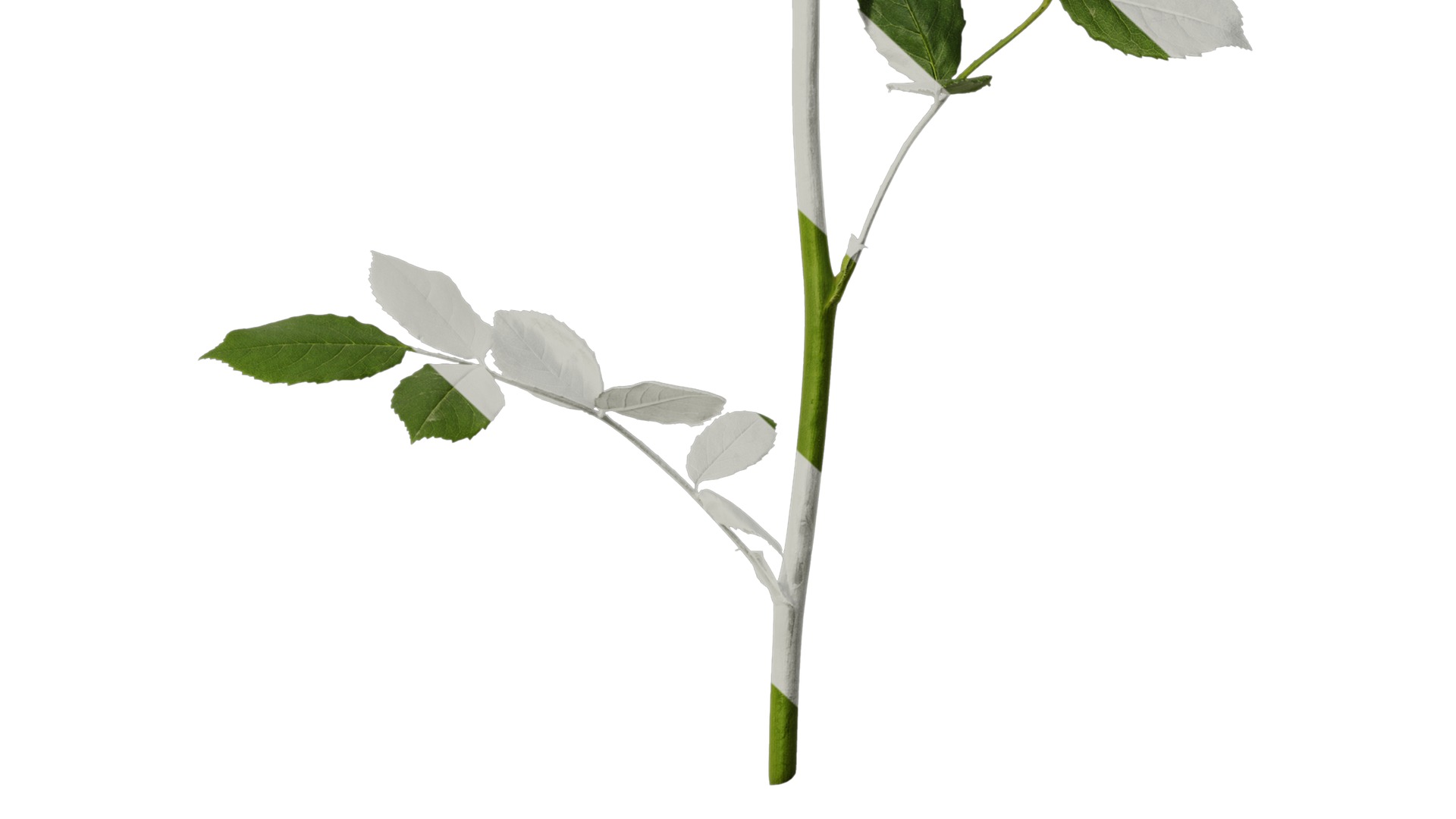 Anydrafts Rosa chinensis Atlas 13 Texture_6