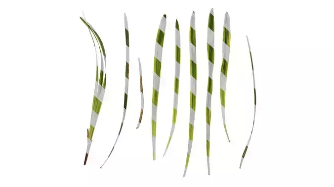 Anydrafts Liriope muscari variegata Leaf 02