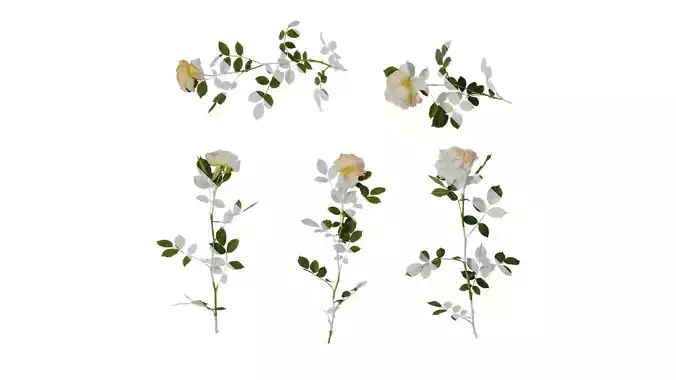 Anydrafts Rosa chinensis Atlas 14