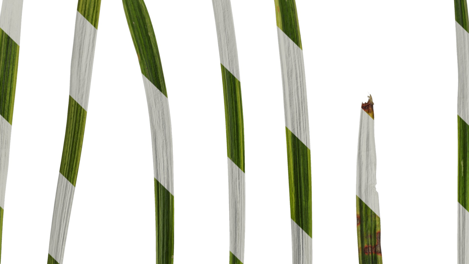 Anydrafts Liriope muscari variegata Leaf 03 Texture_3