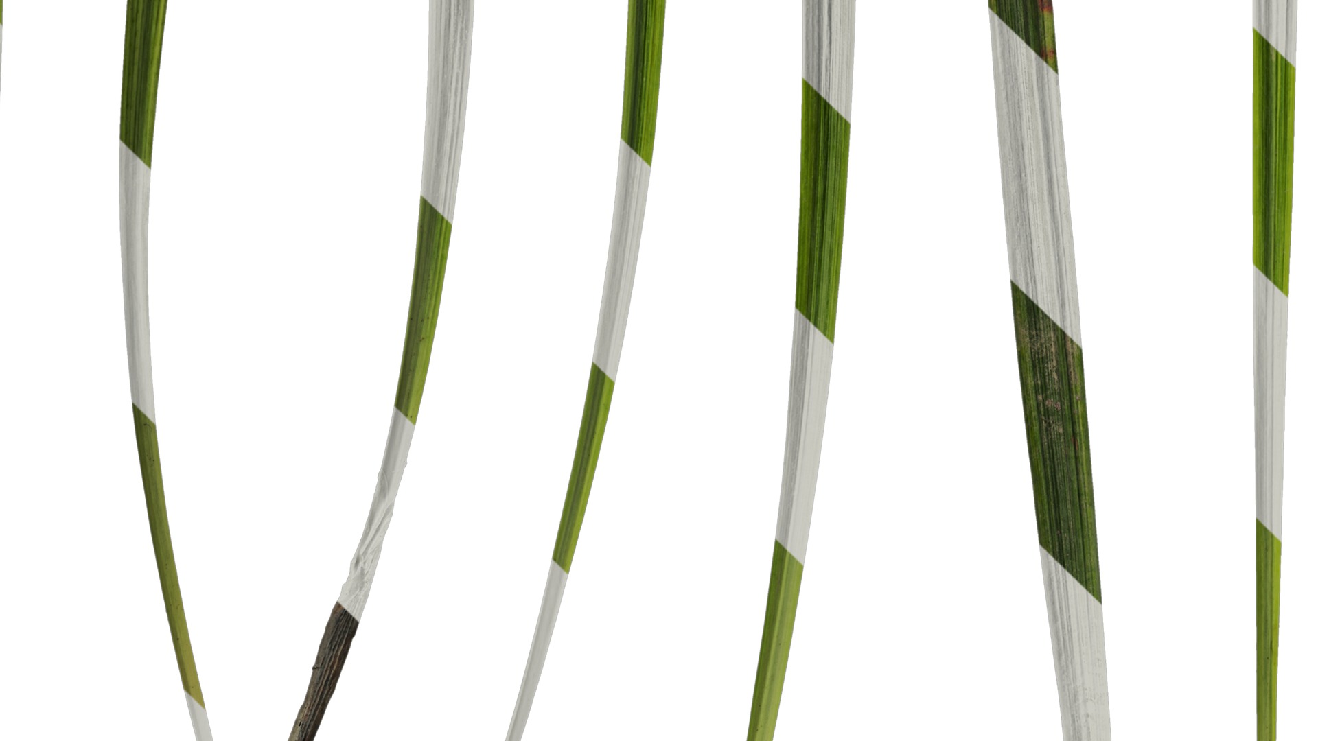 Anydrafts Liriope muscari variegata Leaf 03 Texture_5