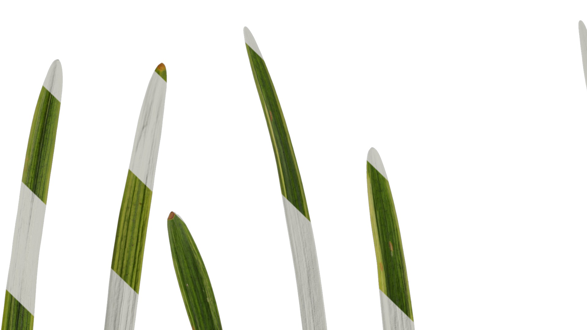 Anydrafts Liriope muscari variegata Leaf 03 Texture_1