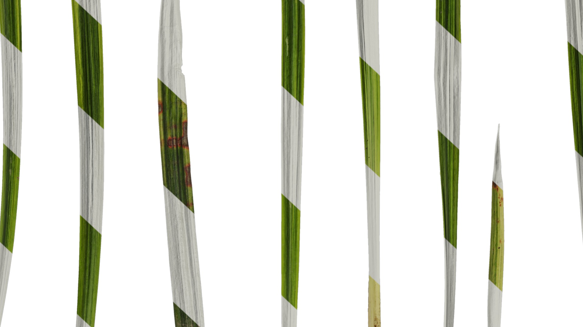 Anydrafts Liriope muscari variegata Leaf 03 Texture_7