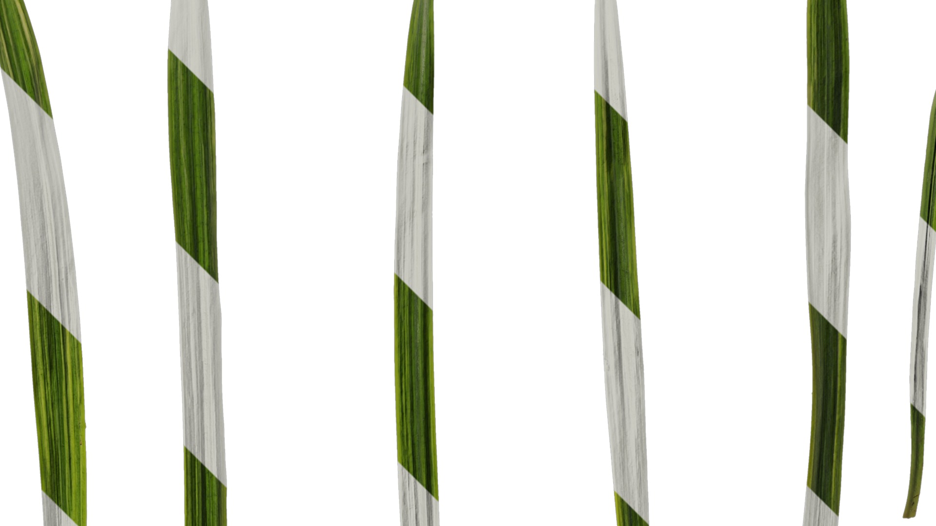 Anydrafts Liriope muscari variegata Leaf 03 Texture_2