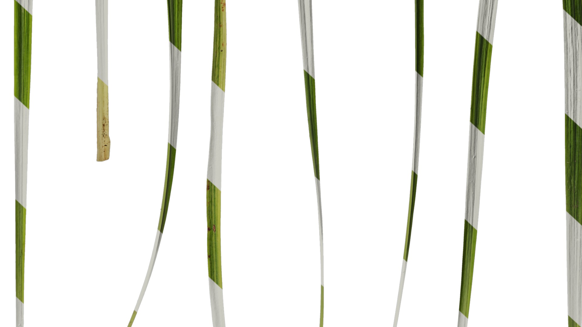 Anydrafts Liriope muscari variegata Leaf 03 Texture_6