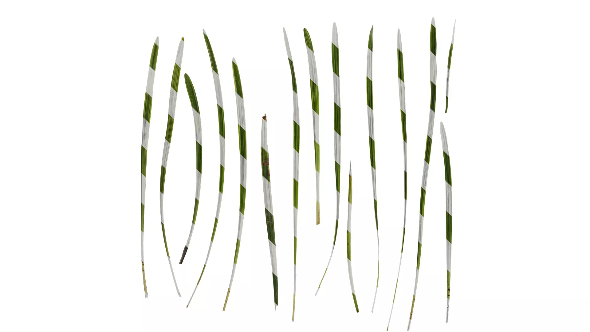 Anydrafts Liriope muscari variegata Leaf 03 Texture_0