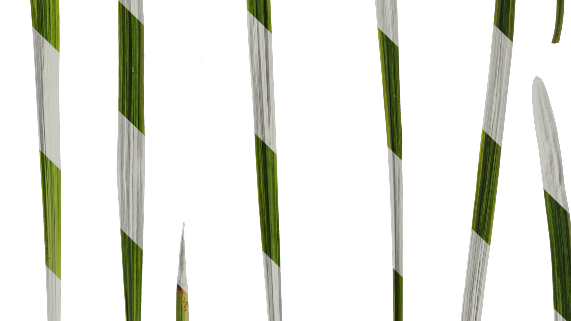 Anydrafts Liriope muscari variegata Leaf 03 Texture_4