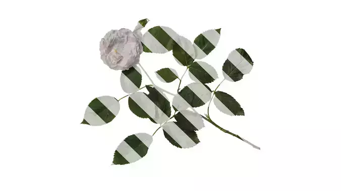 Anydrafts Rosa chinensis Atlas 16