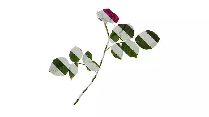 Anydrafts Rosa chinensis Atlas 17