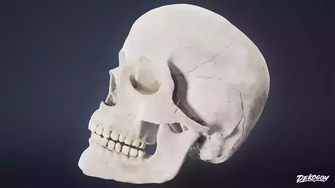 BONES - Human Skull 01 - NANITE