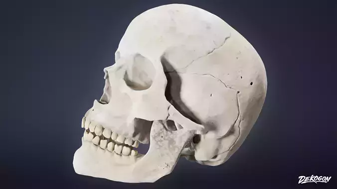 BONES - Human Skull 02 - NANITE