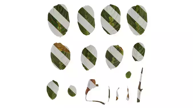 Anydrafts Maranta leuconeura erythroneura Leaf 02 F