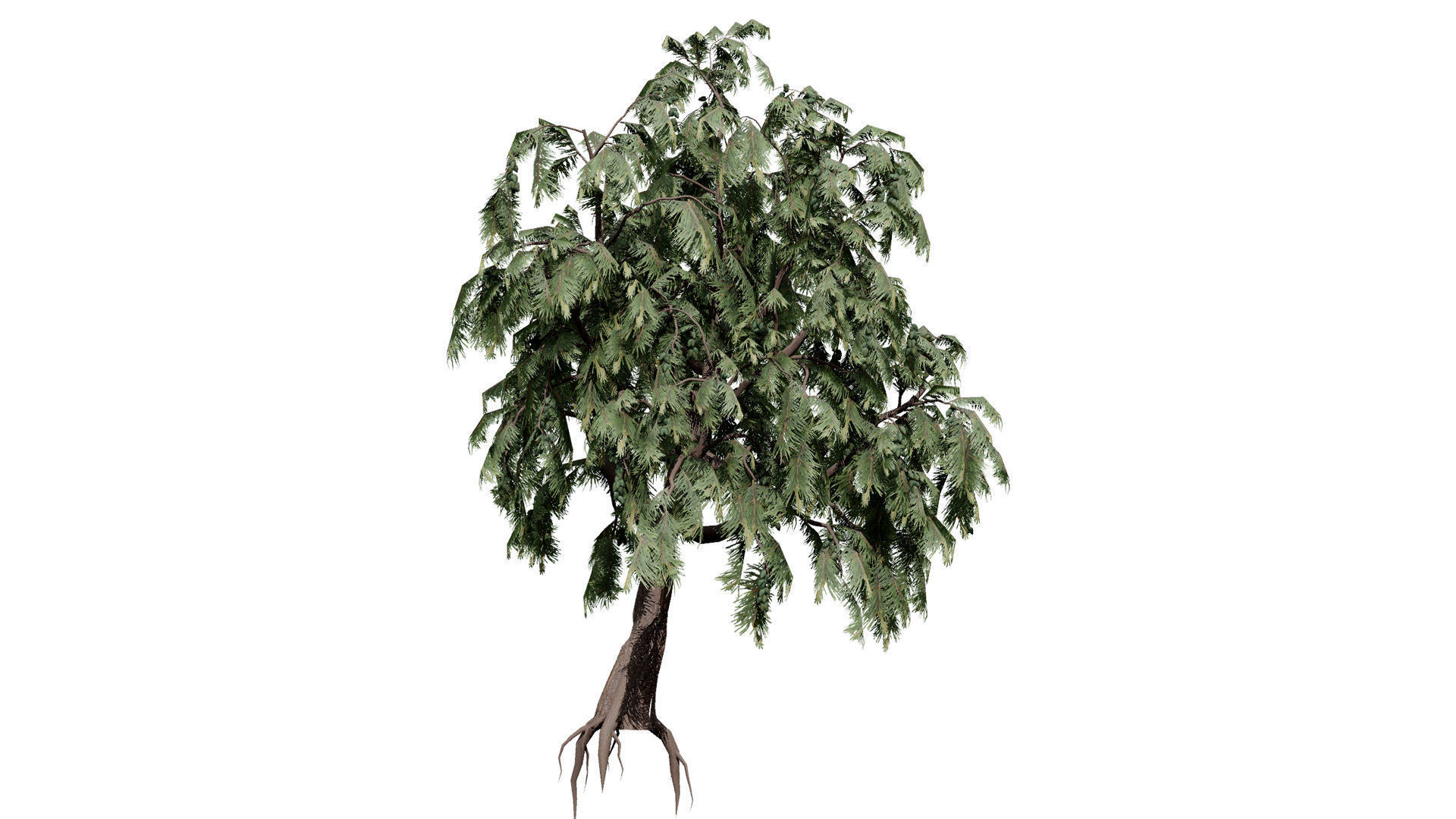 Australian Casuarina Tree 3D Model Low-poly 3D model_2