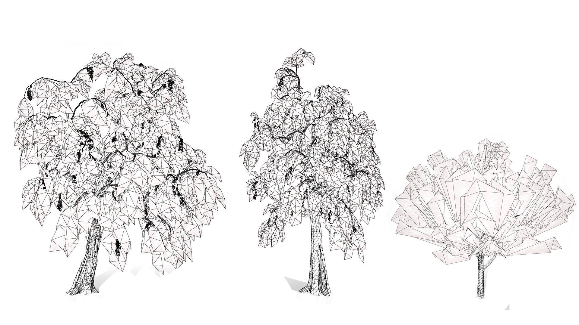 Australian Casuarina Tree 3D Model Low-poly 3D model_7