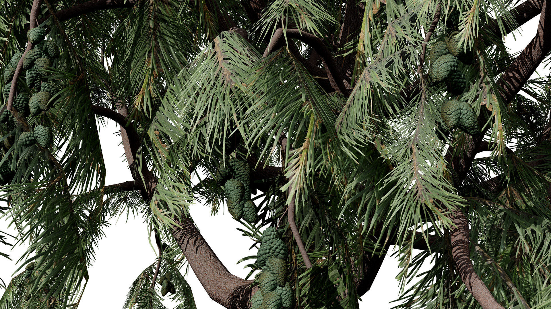 Australian Casuarina Tree 3D Model Low-poly 3D model_3