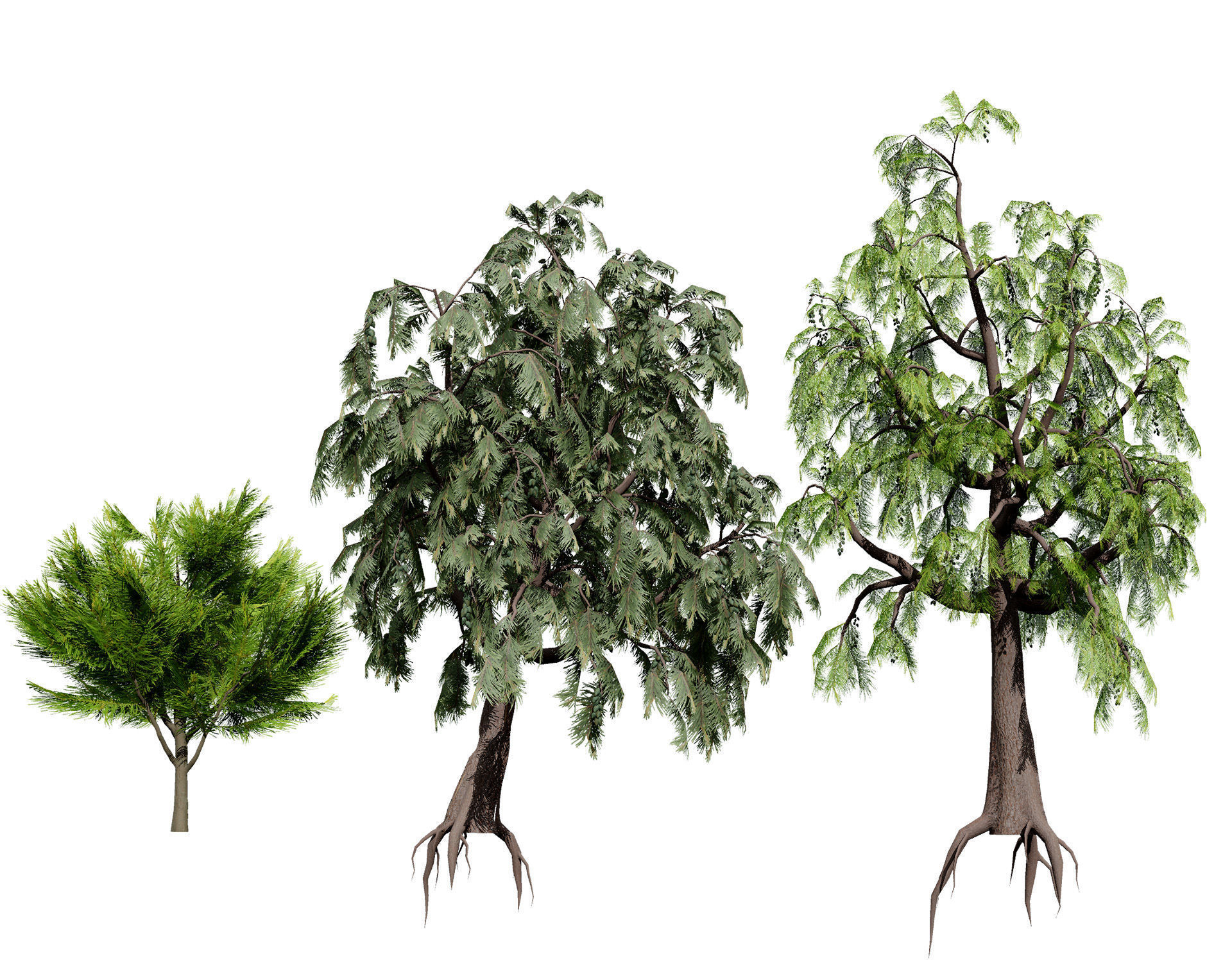 Australian Casuarina Tree 3D Model Low-poly 3D model_1