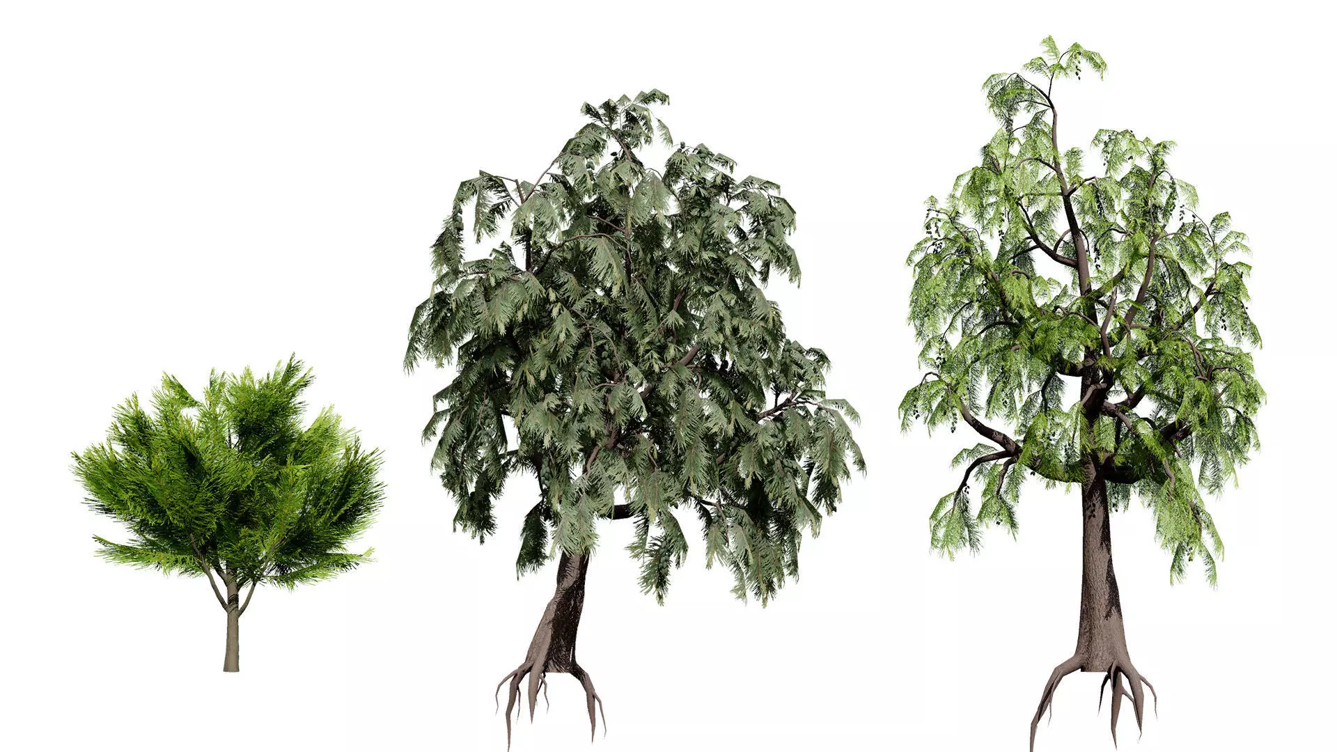 Australian Casuarina Tree 3D Model Low-poly 3D model_0