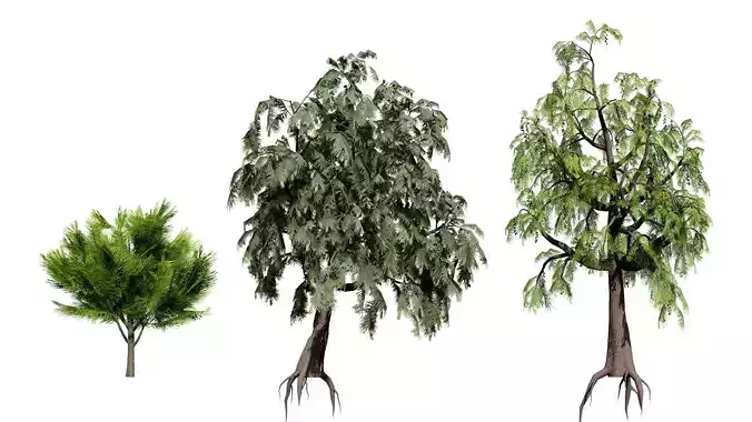 Australian Casuarina Tree 3D Model Low-poly 3D model