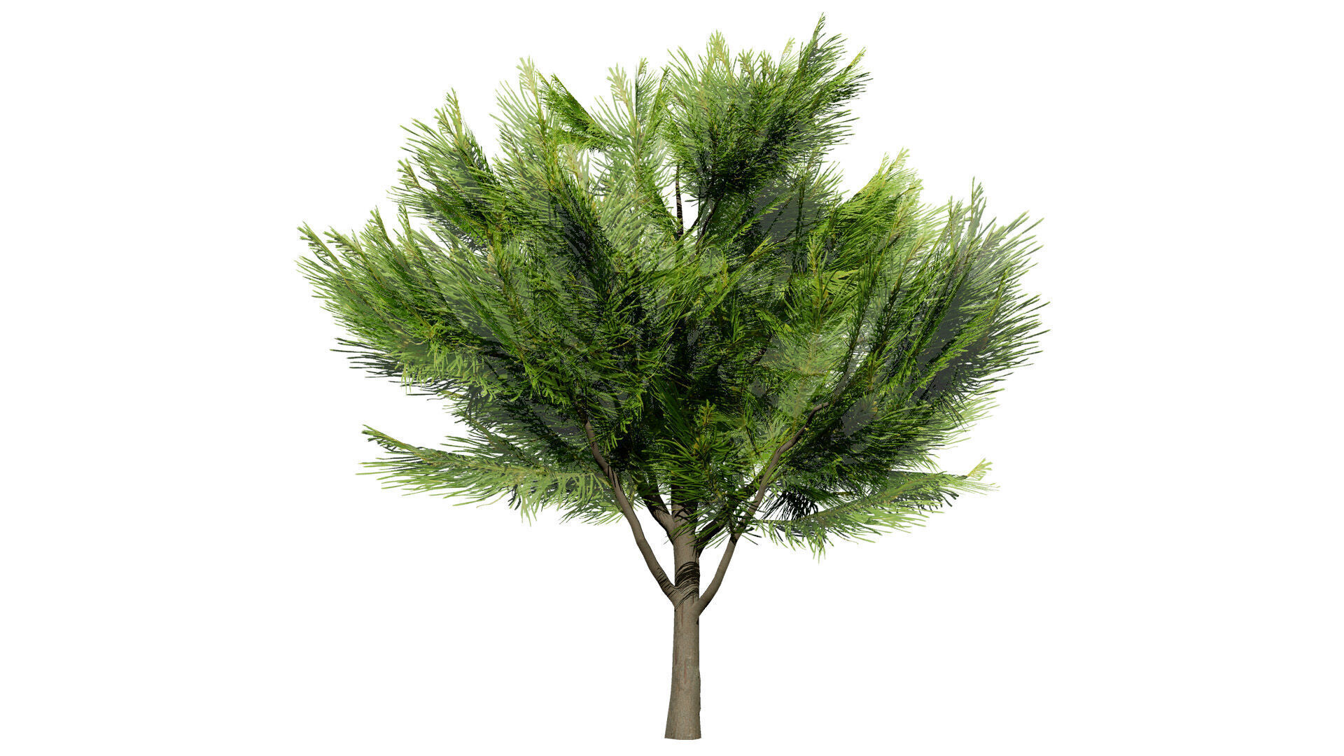 Australian Casuarina Tree 3D Model Low-poly 3D model_6